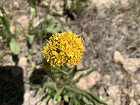 Image of Solidago simplex Kunth