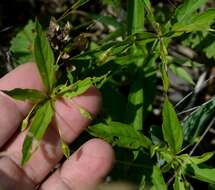 Image of fringed loosestrife