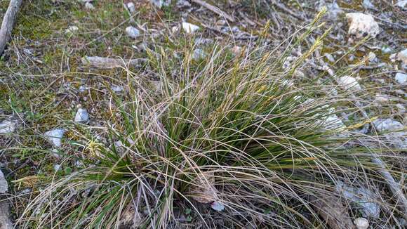 Image of Carex halleriana Asso