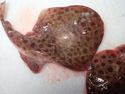 Image of Chinese numbfish