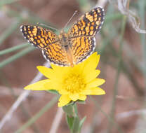 Image of Drummond's sleepydaisy