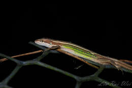 Image of Takydromus viridipunctatus Lue & Lin 2008