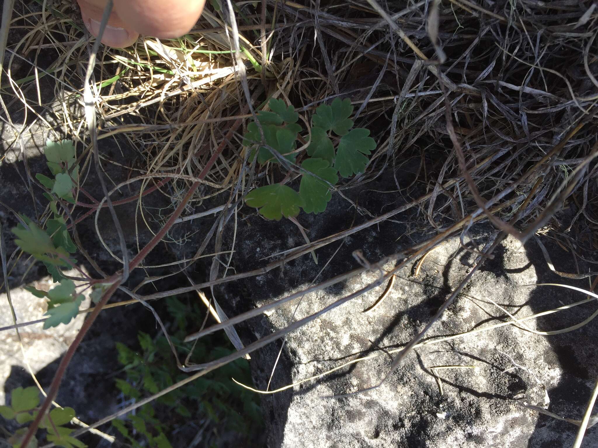 Слика од Aquilegia desertorum (M. E. Jones) Cockerell ex Heller