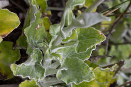 Plancia ëd Senecio verbascifolius Burm. fil.