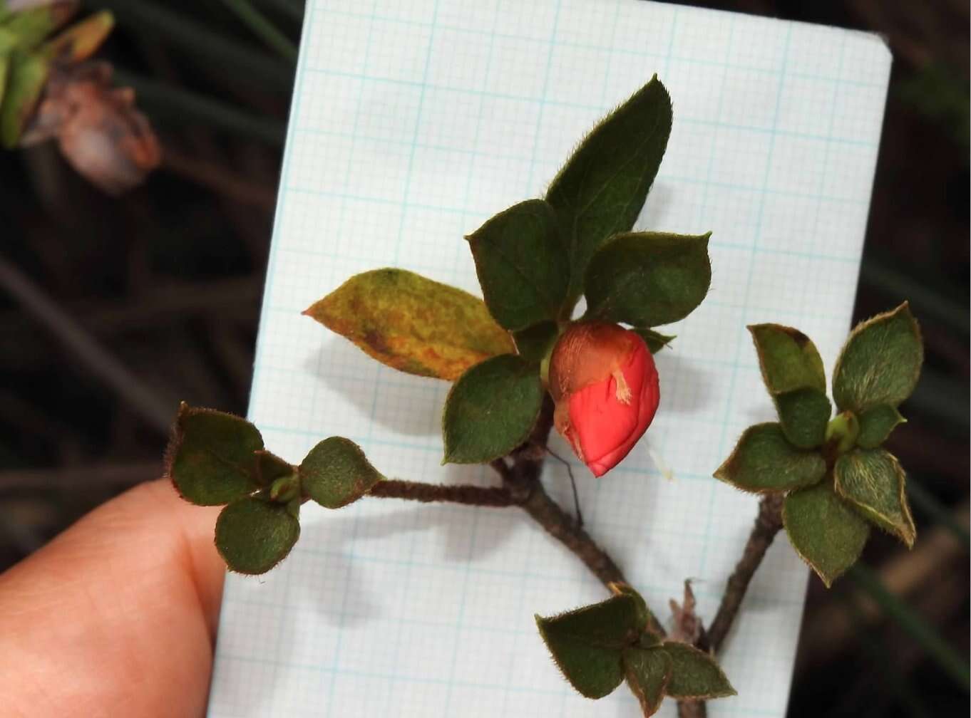 Imagem de Rhododendron simsii Planch.