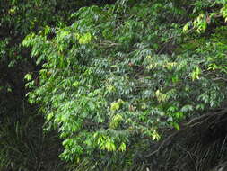 Image of Syzygium floribundum F. Müll.