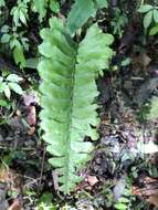 Image de Hymenasplenium excisum (C. Presl) S. Linds.