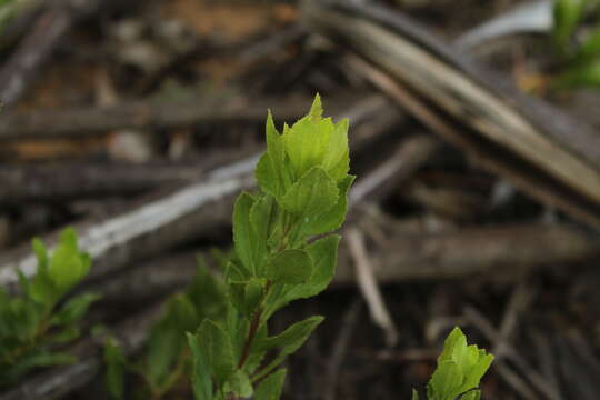 Image of Baccharis rupicola Kunth