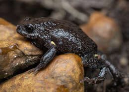 Image of Dendy’s Toadlet