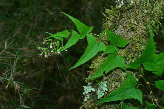 Imagem de Parasenecio nokoensis (Masam. & Suzuki) C. I. Peng & S. W. Chung