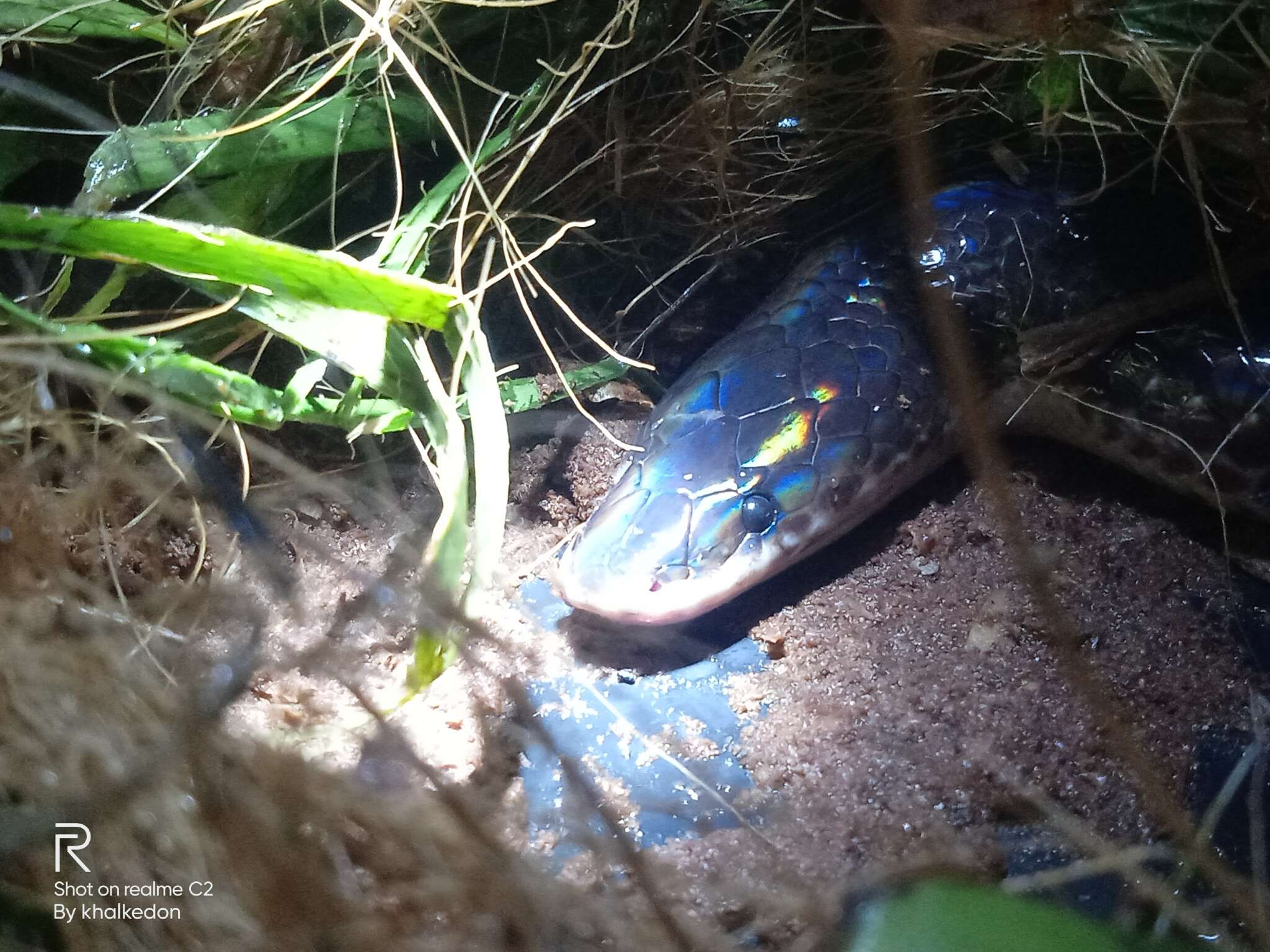 Image of sunbeam snakes