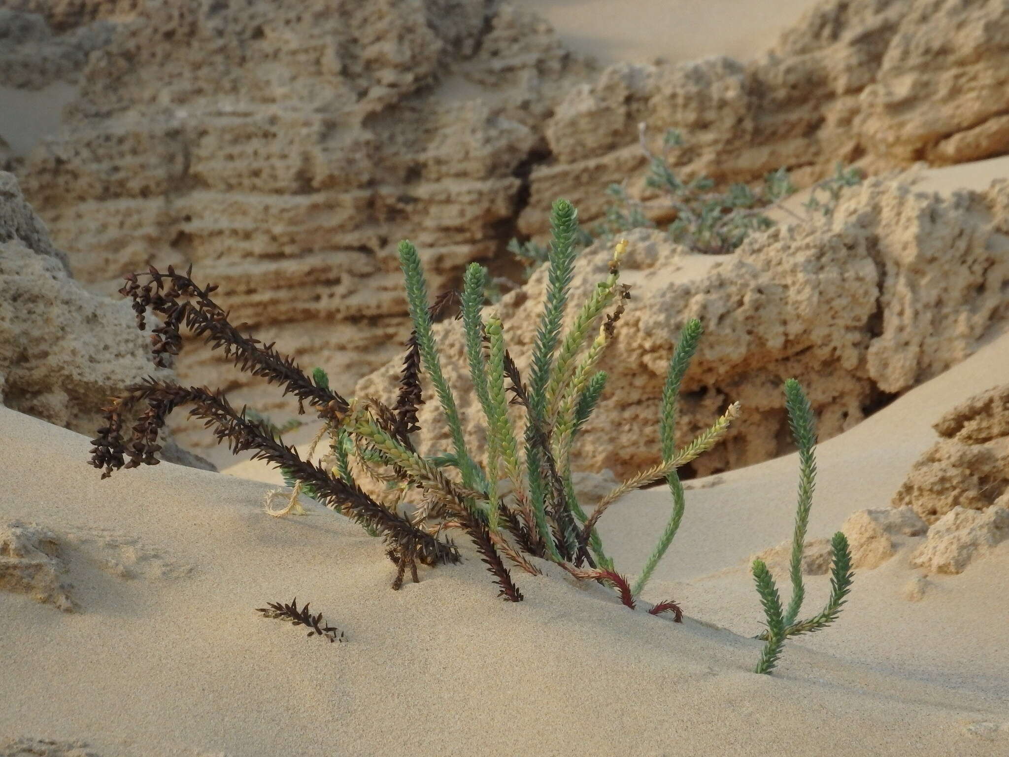 Image of sea spurge