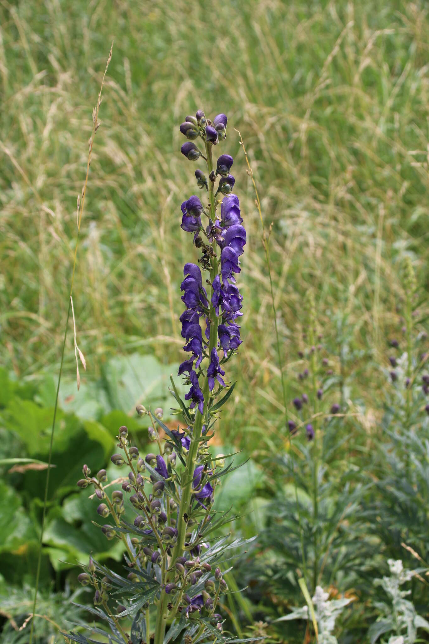 Aconitum burnatii Gayer的圖片