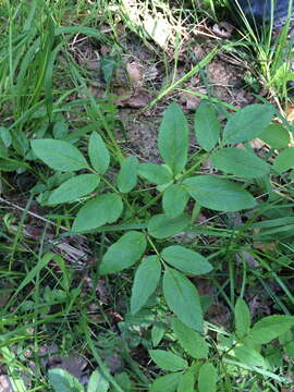 Image of wild angelica