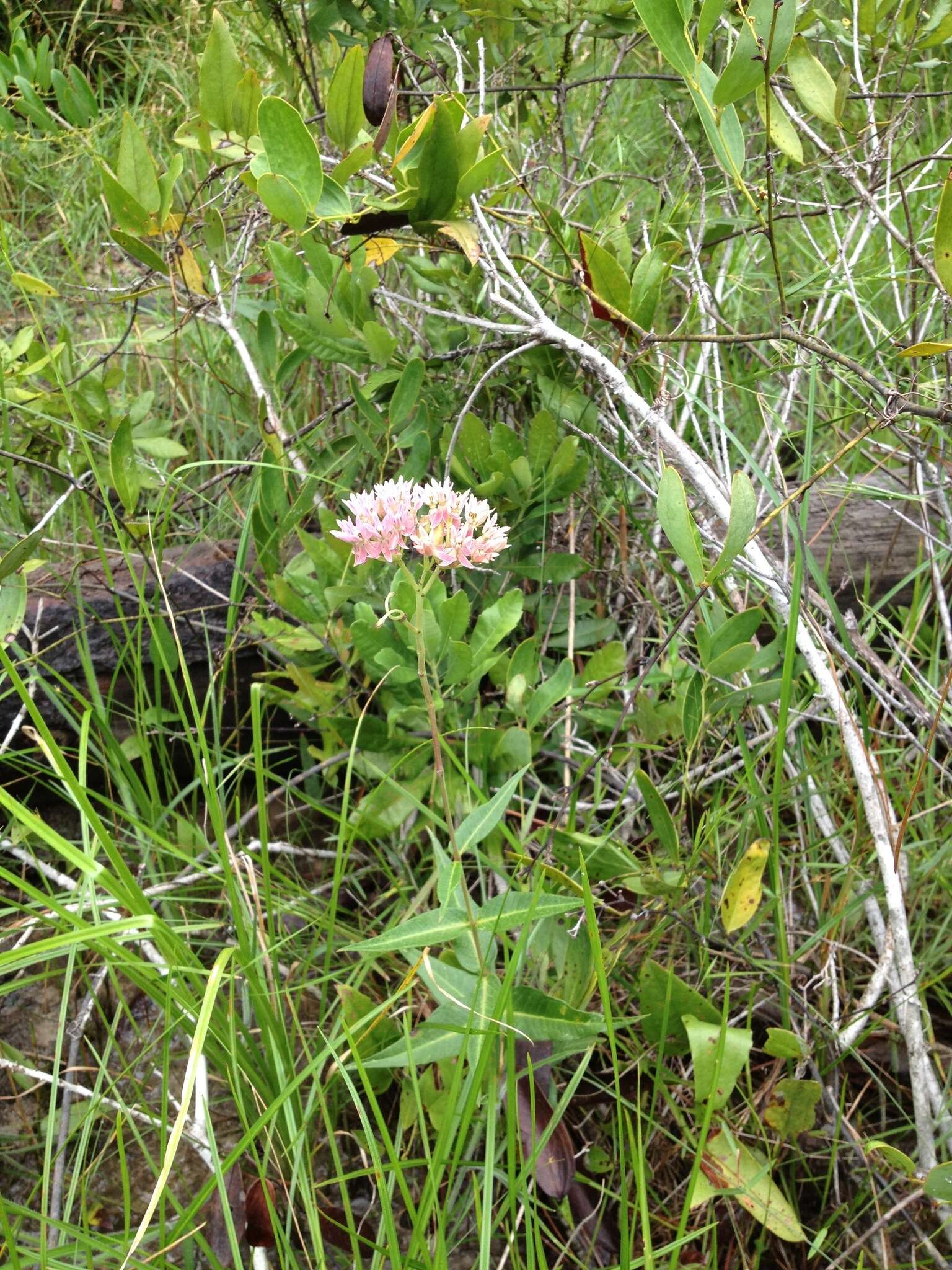 Слика од Asclepias rubra L.