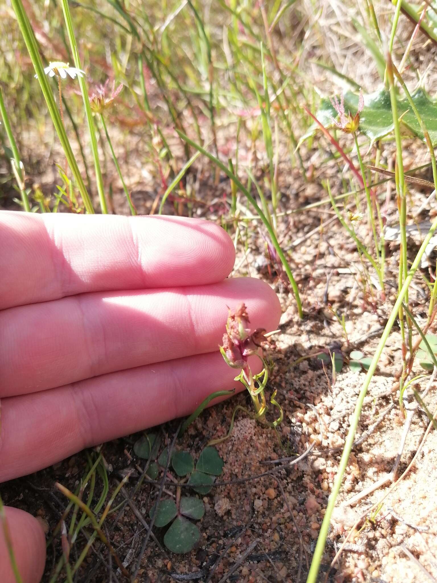 Image of Disa tenella subsp. tenella