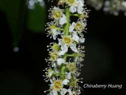 Imagem de Prunus obtusata Koehne