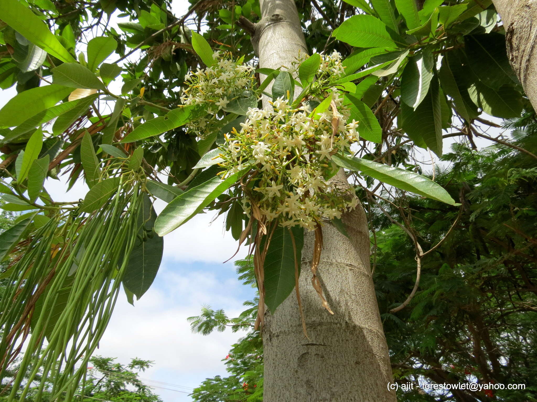 Alstonia macrophylla Wall. ex G. Don resmi