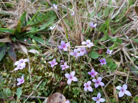 Image of Tiny Bluet