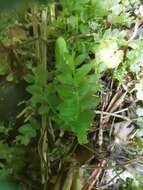 Image of many-fruited thyme-moss