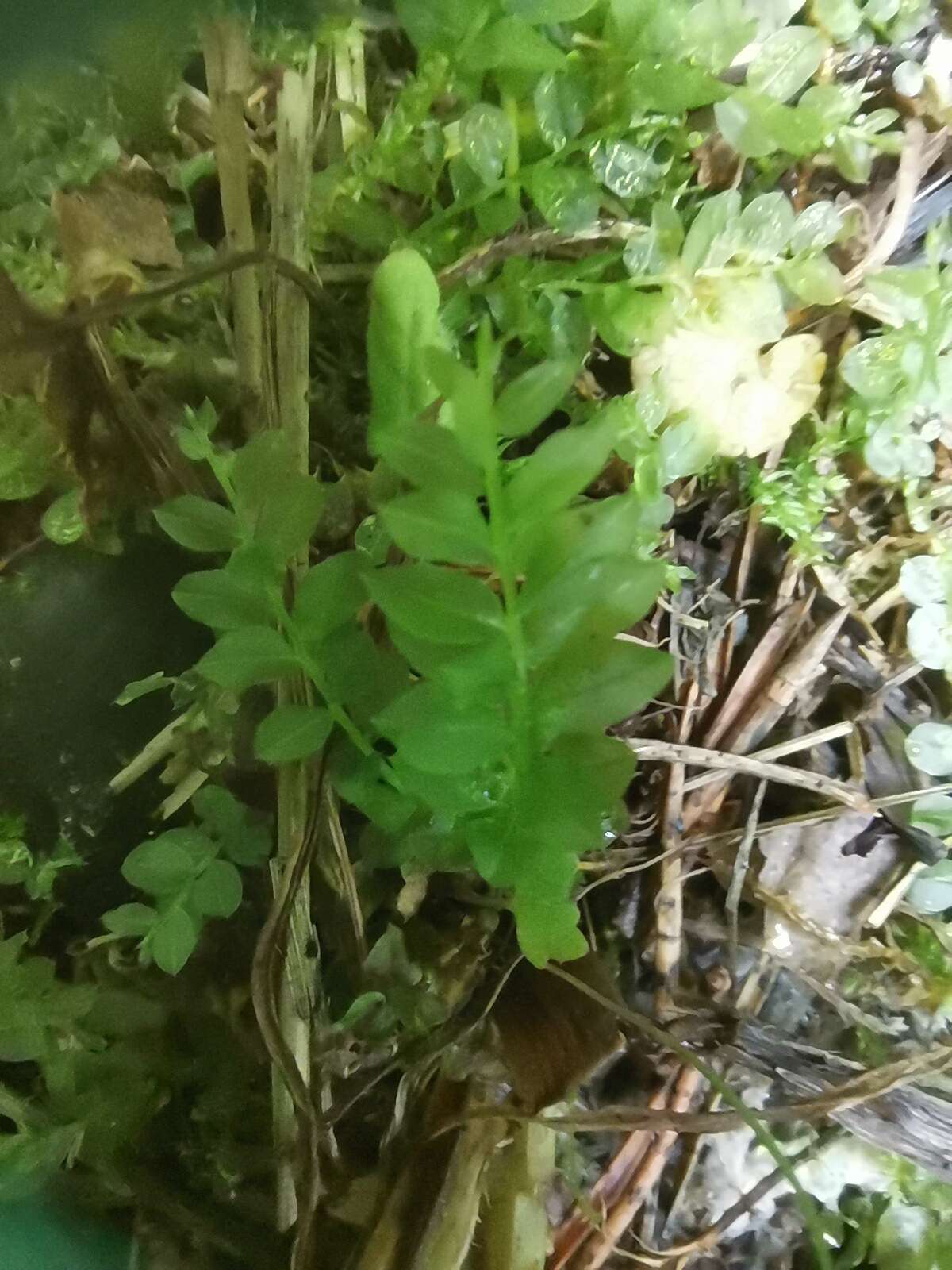 Image of many-fruited thyme-moss