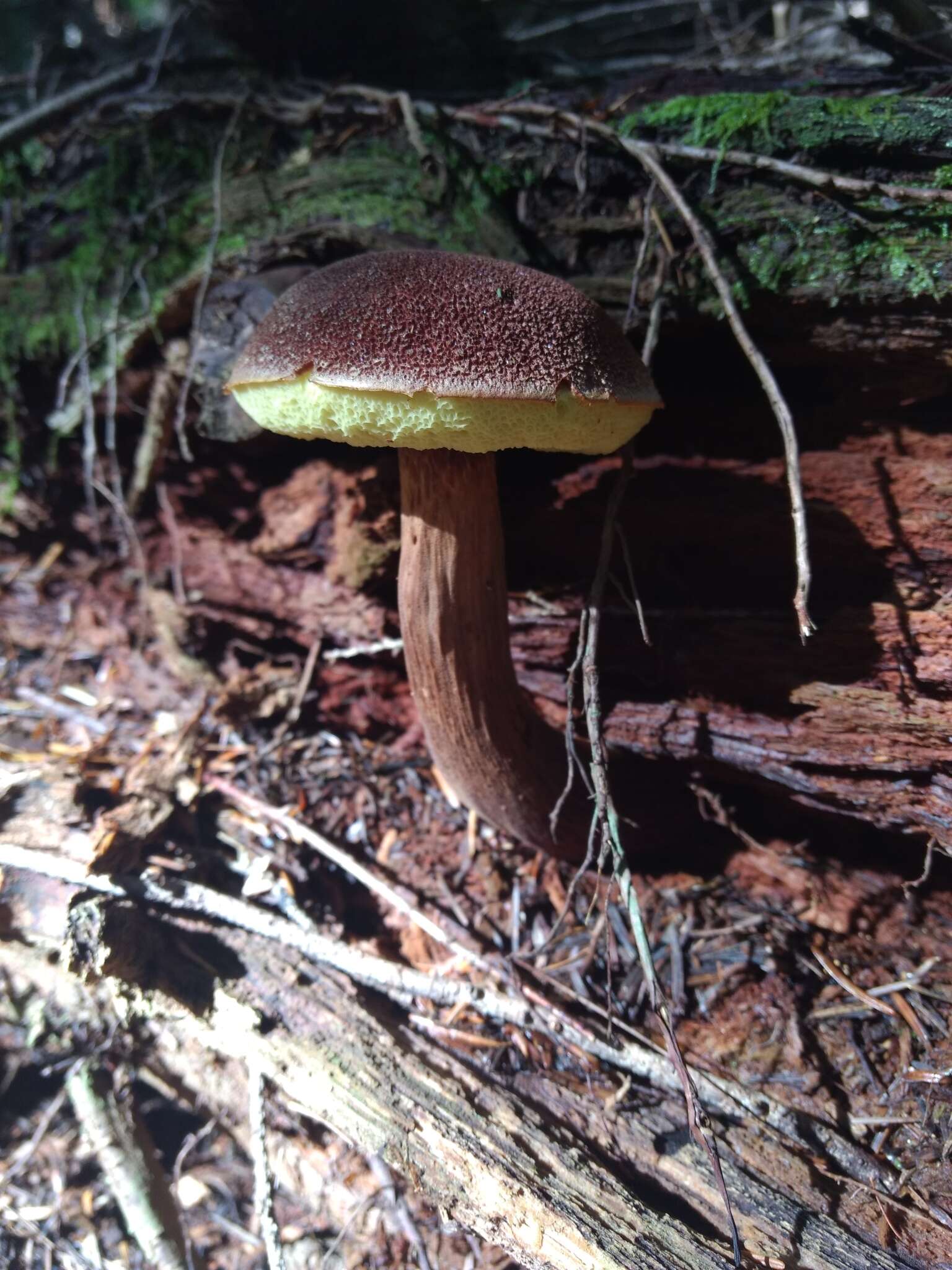 Image of Aureoboletus mirabilis (Murrill) Halling 2015