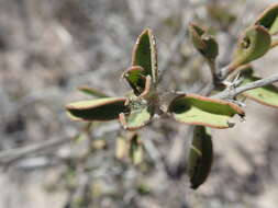 Imagem de Barleria decaryi Benoist