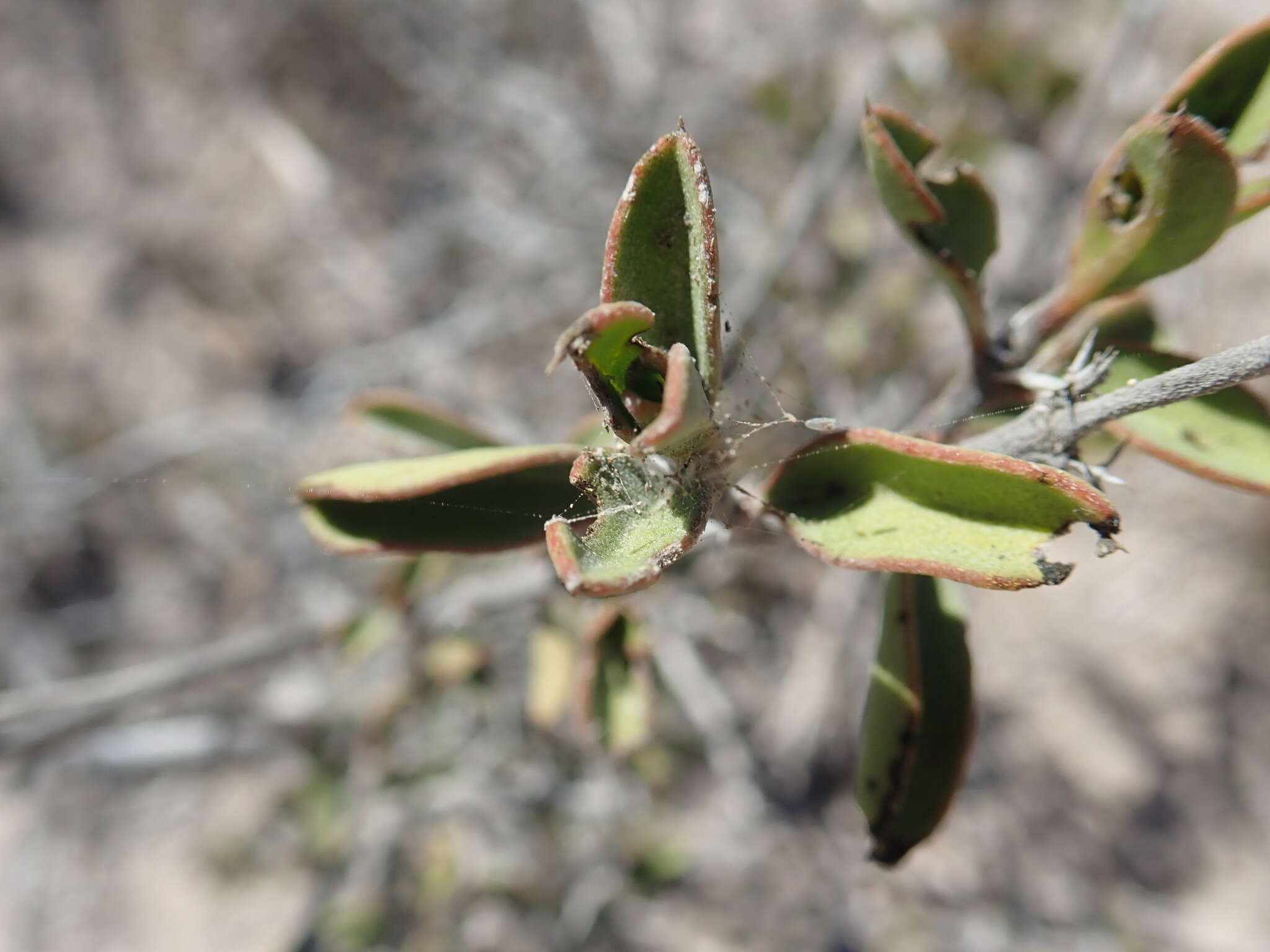 Plancia ëd Barleria decaryi Benoist