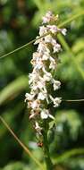 Image of Short spurred fragrant orchid