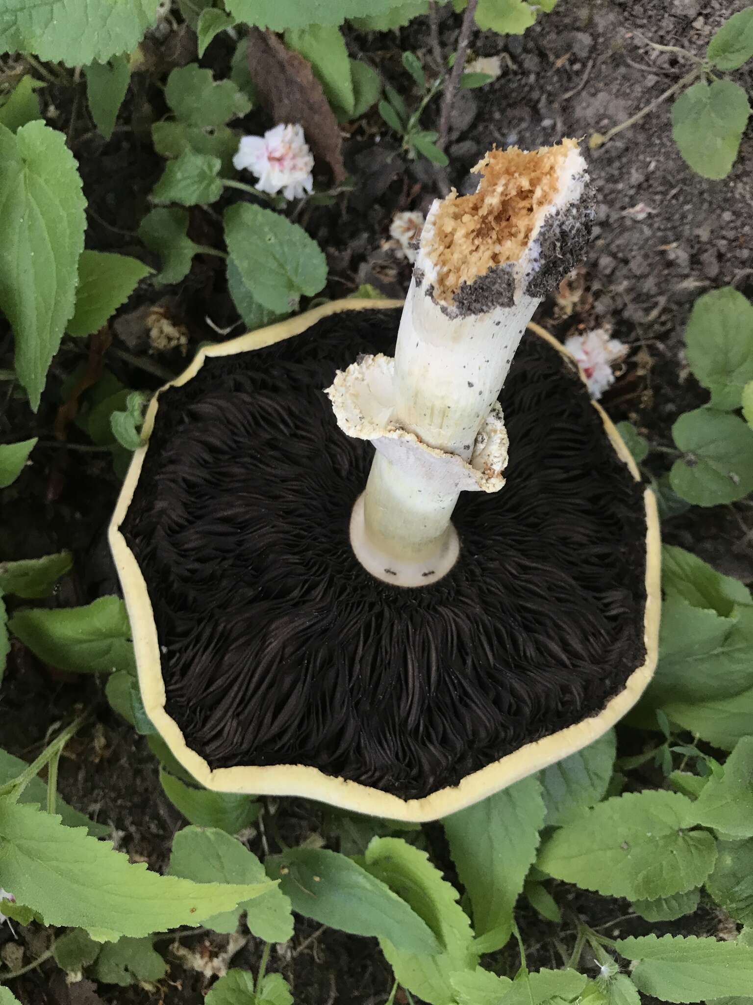 Plancia ëd Agaricus urinascens (Jul. Schäff. & F. H. Møller) Singer 1951