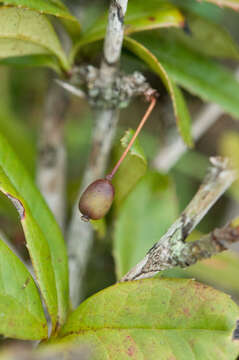 Image of Berberis alpicola C. K. Schneid.