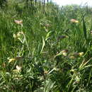Plancia ëd Silene latifolia subsp. latifolia