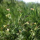 Image de Silene latifolia subsp. latifolia