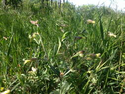 Imagem de Silene latifolia subsp. latifolia