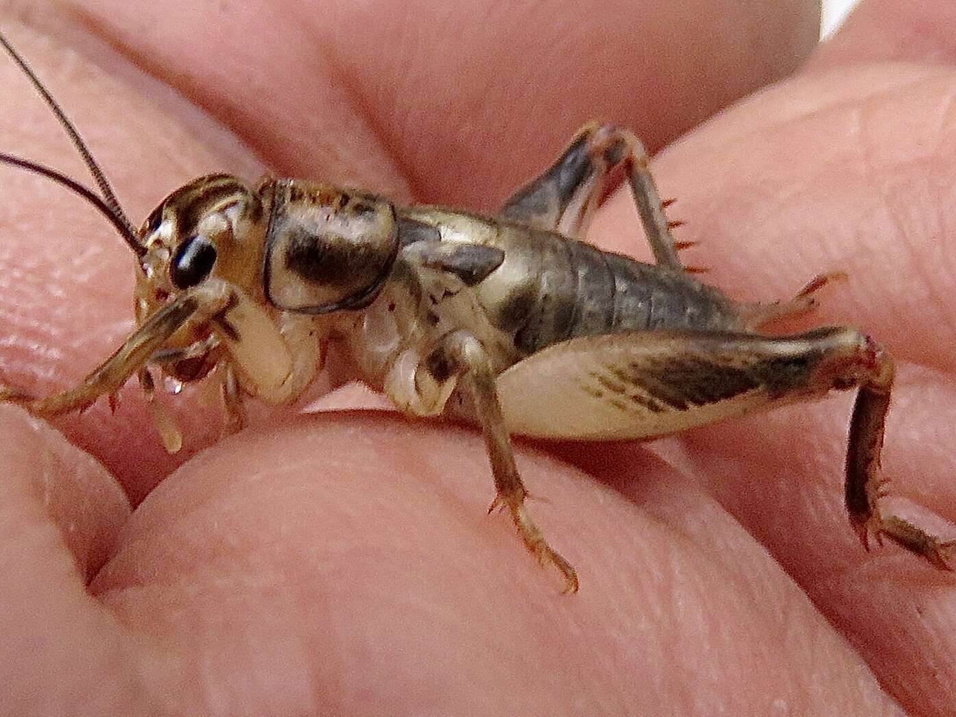 Image of Common Short-tailed Cricket