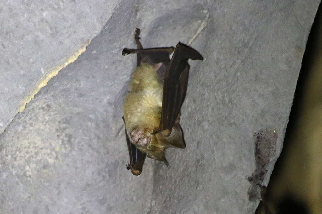 Hipposideros diadema (É. Geoffroy Saint-Hilaire 1813) resmi