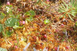 Image of Vaccinium microcarpum (Turcz. ex Rupr.) Schmalh. ex Busch