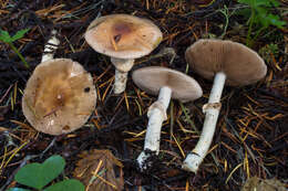 Image of Stropharia albivelata (Murrill) Norvell & Redhead 2000