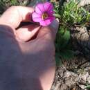 Imagem de Calibrachoa sellowiana (Sendtn.) H. J. W. Wijsman