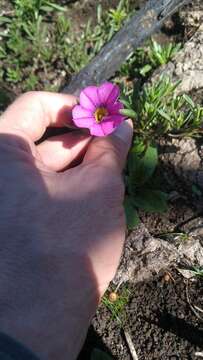 Image of Calibrachoa sellowiana (Sendtn.) H. J. W. Wijsman