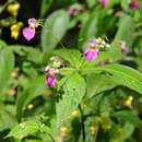 Impatiens laxiflora Edgew. resmi