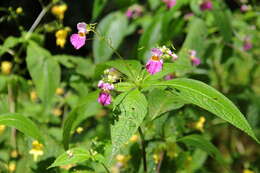 Image of Impatiens laxiflora Edgew.