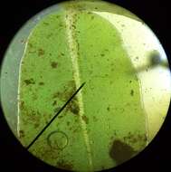 Image of plagiomnium moss
