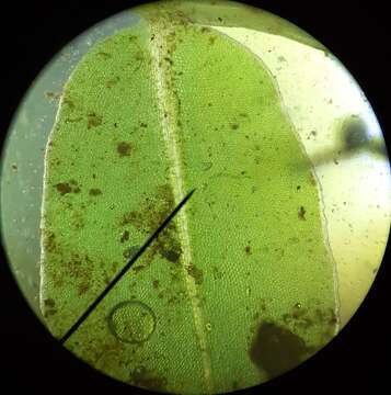 Image of plagiomnium moss