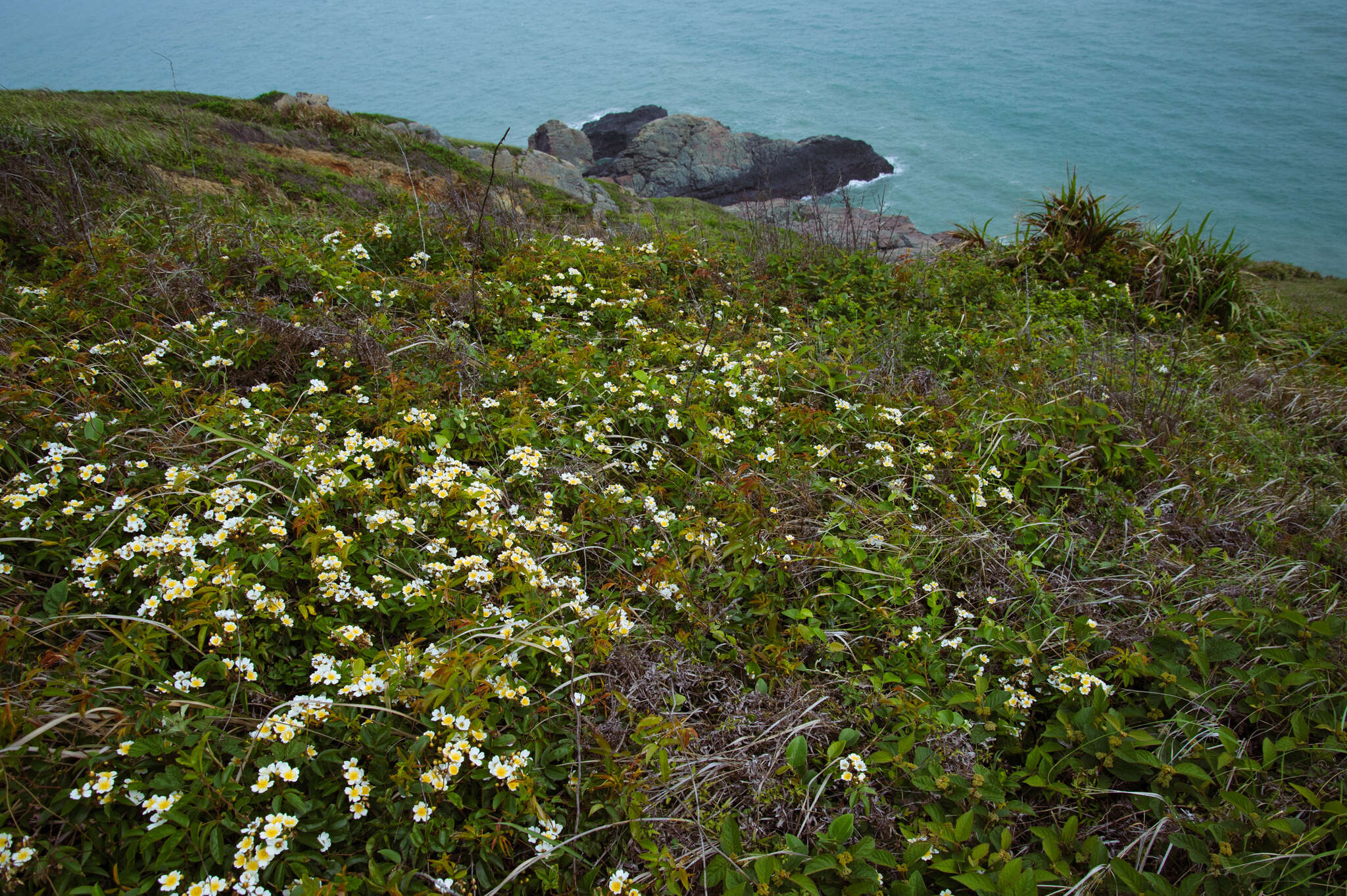 Image of Rosa cymosa Tratt.