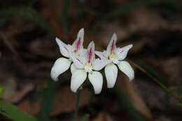 Image of Karri cowslip orchid