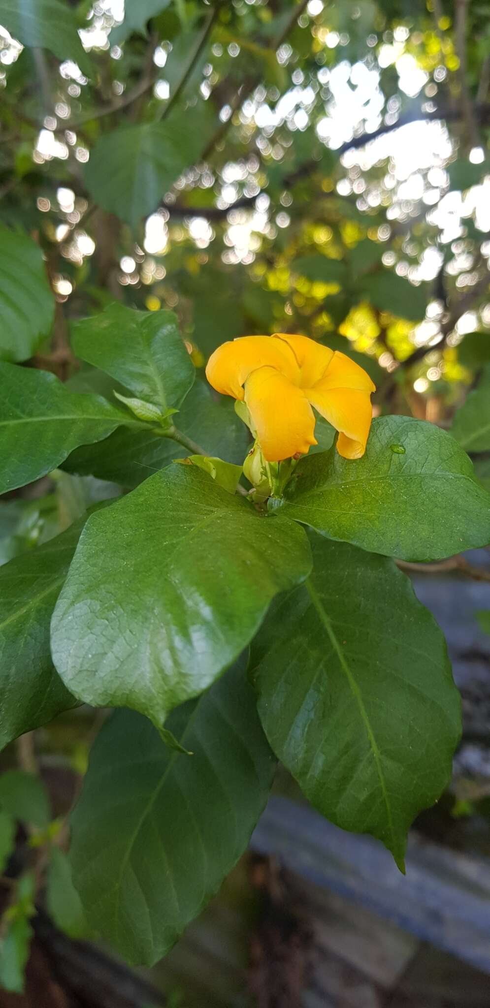 Plancia ëd Tabernaemontana grandiflora Jacq.