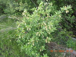 Imagem de Prunus virginiana var. melanocarpa (A. Nels.) Taylor & Mac Bryde