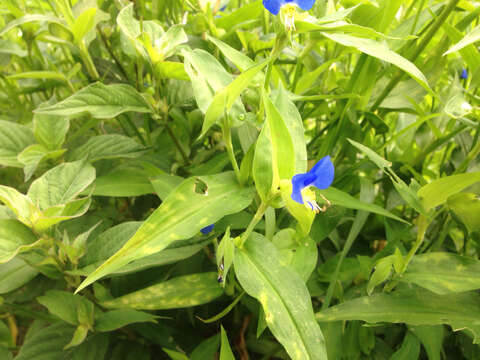 Image of Asiatic dayflower