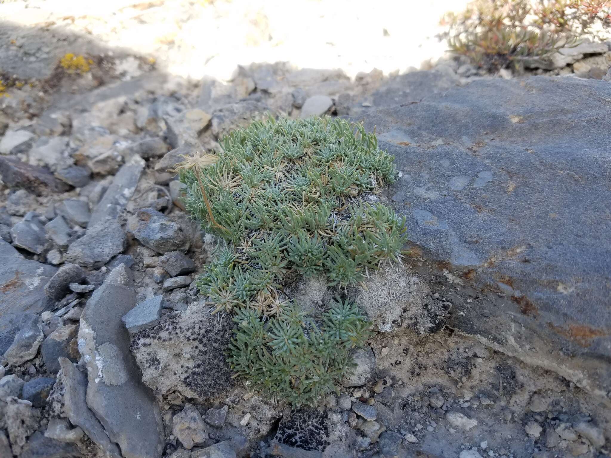 Слика од Erigeron compactus Blake